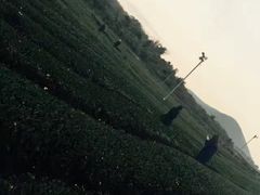 -雪绿茶博物馆