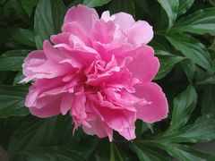 -宋柏树北京果木烤鸭(安东卫店)