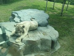 -北京野生动物园