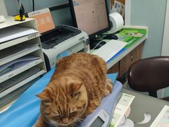 -纳吉亚猫专科动物诊疗中心(蒋宅口分院)