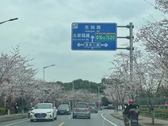 -高东镇樱花园