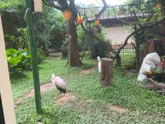 -熊猫自助餐厅.萌趣城堡(长隆熊猫酒店)