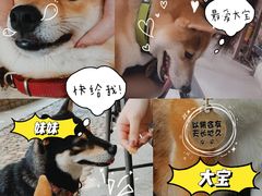 -柴犬高等学院·狗咖·柴犬售卖·宠物训练