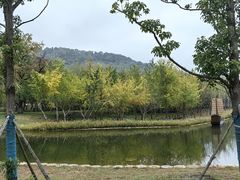 -千年银杏谷文化旅游区