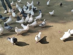 -秀丽东方