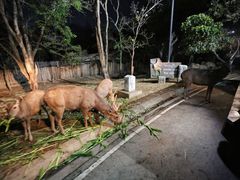 -清迈夜间动物园