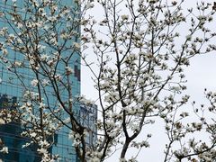 -陆家嘴中心绿地