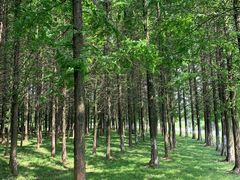 -宜兴龙背山森林公园