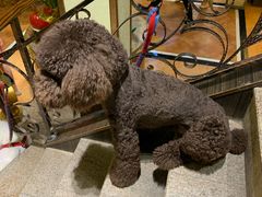 -more than meow吴止猫主题餐厅(承德 中船汇店)