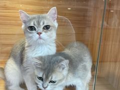-猫十亿·布偶金渐层·曼基康矮脚猫舍(青年路店)