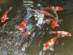-丽泽山庄·生态怀柔菜·虹鳟鱼(红螺寺店)