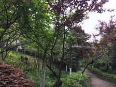 -大渡口区义渡公园