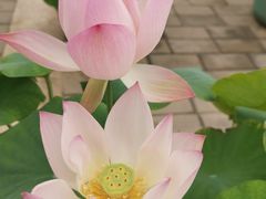 -莲花池公园