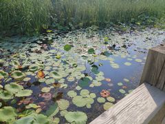 -野鸭湖国家湿地公园