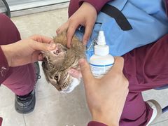 -瑞派福兴宠物医院犬猫全科·骨科·中西医结合(河东店)