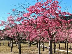 -风云岭森林公园