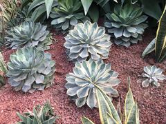 -呀路古热带植物园