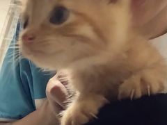 -伟伟宠物医院·CT影像中心·瑞派犬猫综合性门诊(汉口总院)