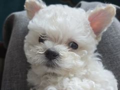 -帕帕拉兹宠物(亚洲旗舰店)