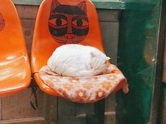 -猫咪博物馆(顶澳仔猫街店)