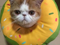 -袖虎·猫馆(体育西路店)