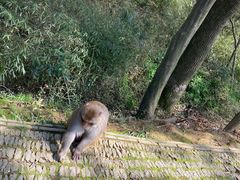 -苏州上方山国家森林公园