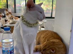 -喵的天空名猫咖啡馆·撸猫·猫舍·用品