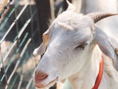 -前小桔亲子创意农场·草莓采摘·露营烧烤