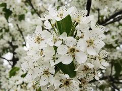 -上海辰山植物园