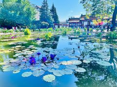 -莲花池公园