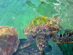 -海南分界洲岛旅游区