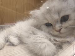 -屋虎猫馆(宝安大仟里店)