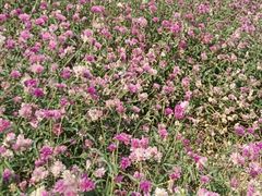 -松山湖梦幻百花洲