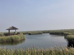 -大港湿地公园