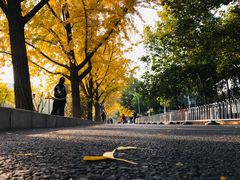 -三里屯东五街银杏大道