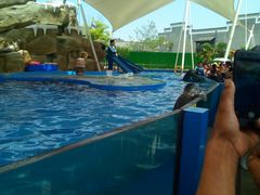 -芜湖新华联大白鲸海洋公园