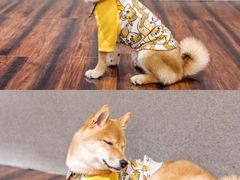 -豆柴町-柴犬主题狗咖(红鼎国际C座店)