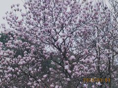 -重庆园博园