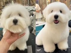 -momokira米努特·德文卷毛猫·棉花面纱犬