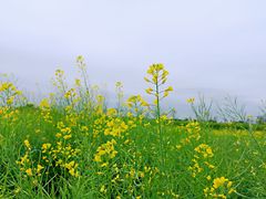 -光明小镇欢乐田园