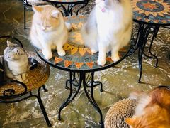 -猫猫幼稚园·撸猫·桌游·电玩