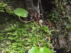 -藏龙百瀑风景区