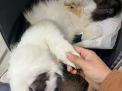 -汪喵宠物医院·骨科心脏影像·犬猫急重症ICU诊疗中心(成华分院)