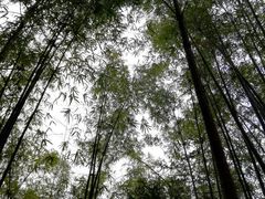 -缙云山景区