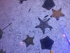 -暹罗海洋世界