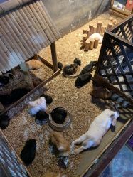 -酷嗒动物文化乐园(cutezoo西溪乐天城店)