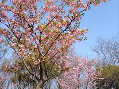-顾村公园