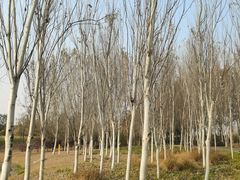 -东郊湿地公园