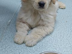 -东莞宠友24H宠物中心医院·转诊夜诊·异宠(新河北路院)