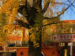 -三里屯东五街银杏大道